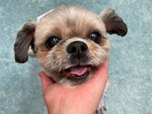 ☆モデル犬卒業後、里親さん宅での様子☆